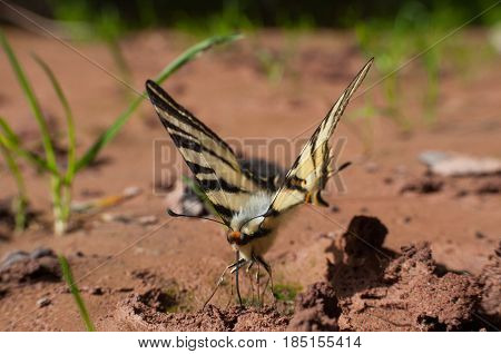 Iphiclides podalirius on the ground. Scarce Swallowtail butterfly taking minerals from ground
