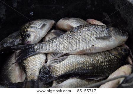 River Fish Macro Photo. Fish Catch. Carp And Carp. Weed Fish.
