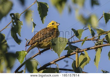 Yellowhammer (emberiza Citrinella)