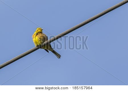 Yellowhammer (emberiza Citrinella)