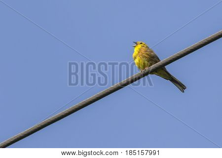 Yellowhammer (emberiza Citrinella)