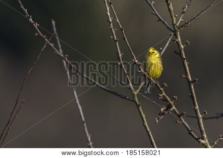 Yellowhammer (emberiza Citrinella)