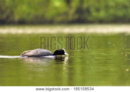 A Beautiful Black Wild Duck Floating On The Surface Of A Pond (fulica Atra, Fulica Previous)