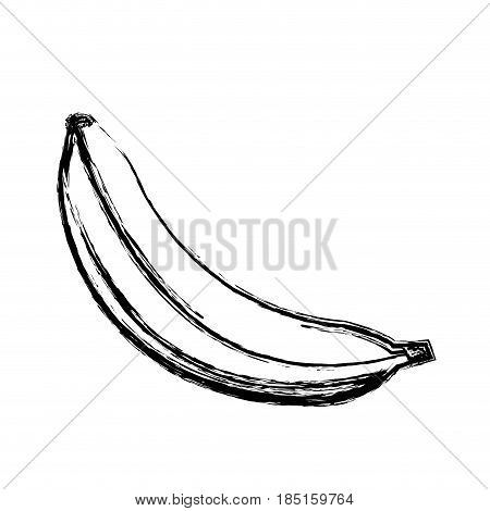 banana fruit sweet vitamins food skecth vector illustration