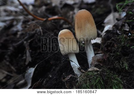 Coprinus xanthothrix Fungi, two mushrooms growing in a dark forest