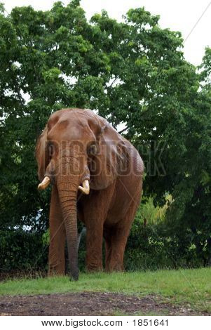Elephant_1