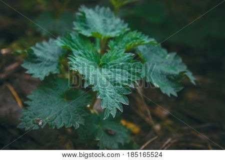 Nettle at darkness in the evening. Urtica.