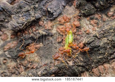 Weaver ants or green ants transferring food to their colony