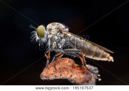 Close up Robber fly in nature on black background