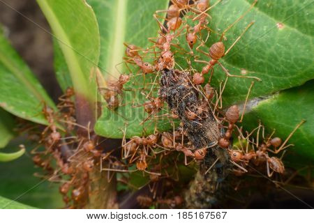 Weaver ants or green ants transferring food to their colony
