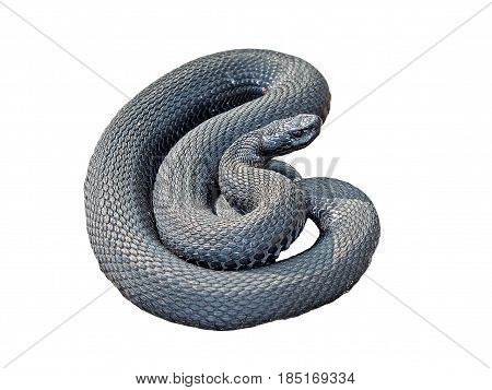 European adder (lat.Vipera berus) on a white background. Venomous snake. A snake on the is preparing to attack.