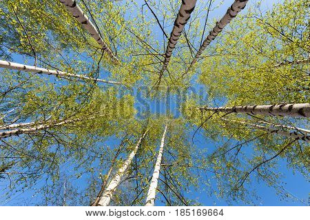 Thin trunks of silver birches with fresh green foliage against the background of the blue clear sky