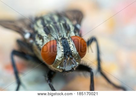 Macro Of Flies Or Fly Insect