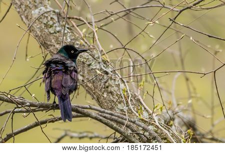 Common Grackle (Quiscalus Quiscula) has beautiful feathers in rich deep colors