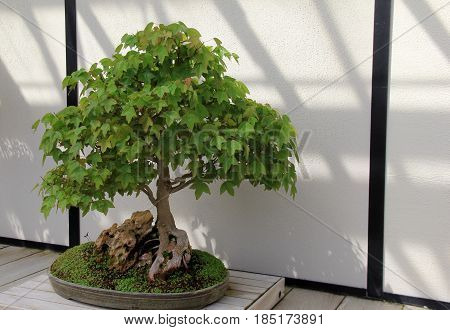 Gorgeous potted Bonsai tree with lush leaves set in oval planter