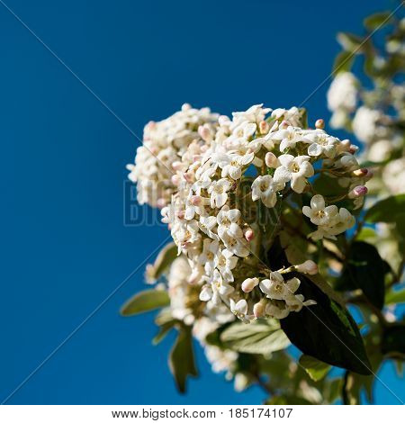 White flowers of a Viburnum burkwoodii in springtime