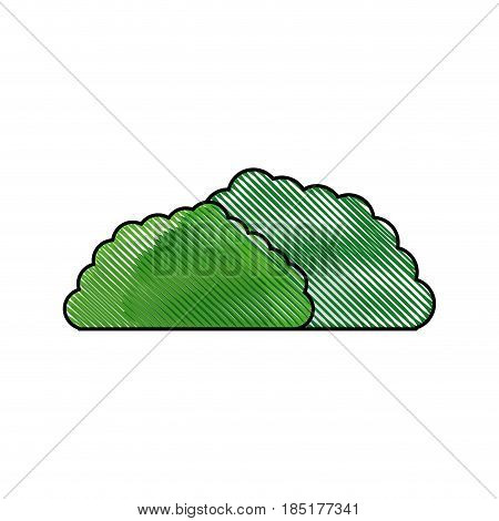 drawing ush foliage botanic image vector illustration