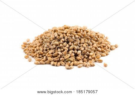 Wheat Grain On White