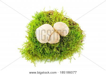 Fresh Calocybe gambosa from woods on the fresh green moss. Seasonal mushrooms.