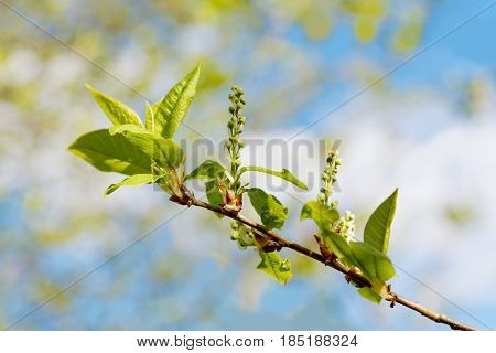Branch Of A Tree With Blossoming Flatteries