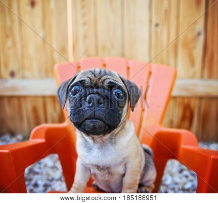  a cute chihuahua pug mix puppy (chug) looking at the camera with a head tilt in front of a fenced in pool in a backyard during summer 