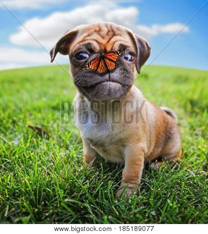  a cute chihuahua pug mix puppy (chug) looking at the camera with a butterfly on its nose 