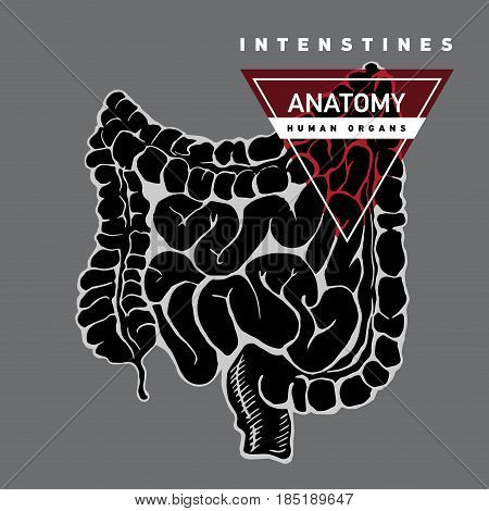 Vector hand draw of intestines. Stomach system illustration. Anatomy of human organ.