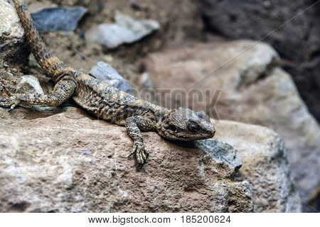 Beautiful Painted Dragon Reptile Stellagama Stellio Brachydactyla On Rock