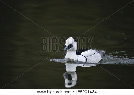 Beautiful Portrait Of Smew Duck Bird Megellus Albellus On Water In Spring