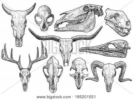 Skull collection illustration, drawing, engraving, ink, line art