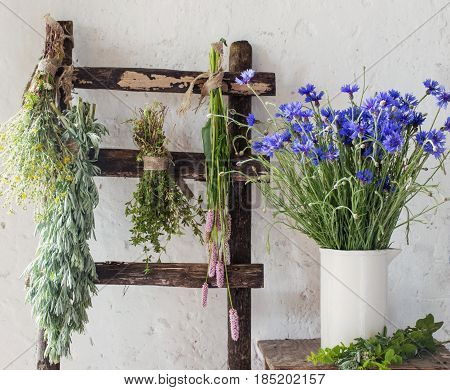 different fresh herbs on background old wall