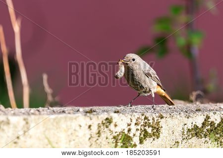 Single Redstart Small Bird Stands In The Garden With Big Worm In Beak