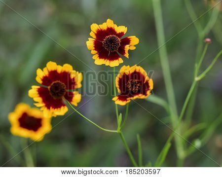 coreopsis tinctoria Nutt in red and yellow colors on green background