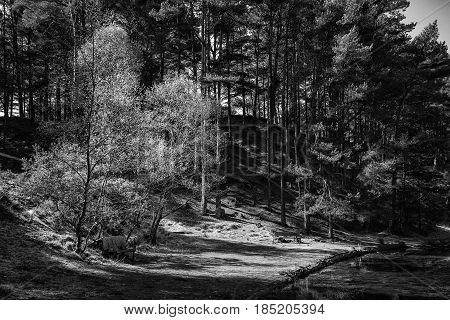 Beautiful Landscape Image Of Old Bench Lakeside To Old Clay Pit Lake In Monochrome