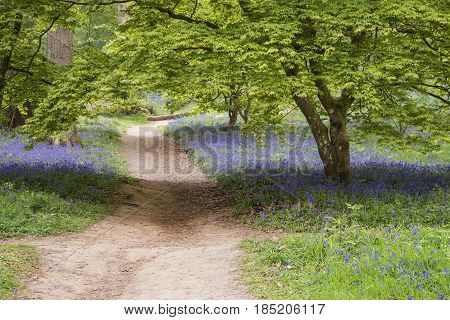 Stunning Vibrant Landscape Image Of Blubell Woods In English Countryside In Spring