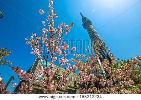Tokyo, Japan - April 19, 2017: Tokyo Skytree with cherry blossoms in full bloom. Tokyo Skytree is the tallest tower in the world, broadcasting and observation tower in Sumida District. Blue sunny sky.
