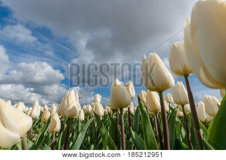 Stock photo flowers bulb fields in the Dutch landscape. Beautifully colored tulips in the far-reaching lowlands of the Netherlands. The most famous export product in the Netherlands next to cheese