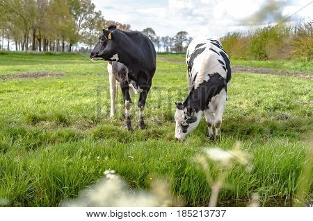 Grazing cows along the ditch side. Young farm animals graze in the wieland of fresh fresh spring grass along the waterfront and look curiously in the camera