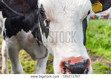 Grazing cows along the ditch side. Young farm animals graze in the wieland of fresh fresh spring grass along the waterfront and look curiously in the camera