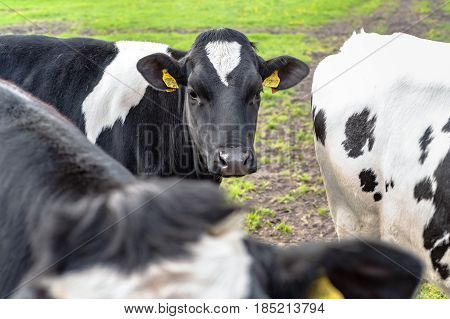 Grazing cows along the ditch side. Young farm animals graze in the wieland of fresh fresh spring grass along the waterfront and look curiously in the camera