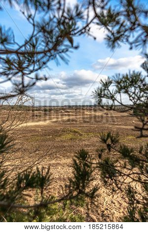 Pine trees and sand dunes in the desert at Kootwijk in the Netherlands