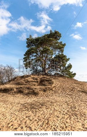 Pine trees and sand dunes in the desert at Kootwijk in the Netherlands