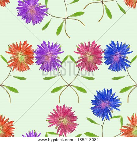 Aster Michaelmas daisy. Texture of flowers. Seamless pattern for continuous replicate. Floral background