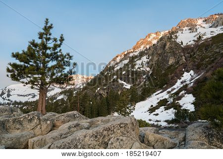 Sun hits the tops of Sierra Nevada mountains at sunrise with a lone fir tree on rocks by Lake Tahoe