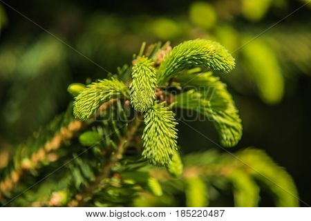 Branches of pine tree needles with soft green .