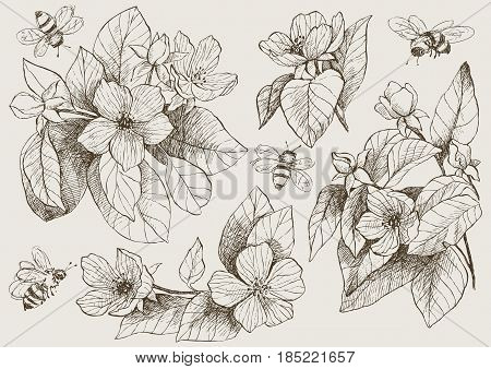 Vintage botanical detailed illustration set. Engraving style. Hand drawing illustration. Vector, brown tone. Flowers of apple tree