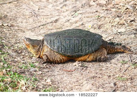 เต่า (Chelydra serpentina)