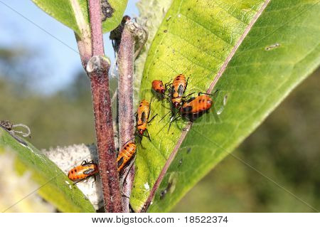 Milkweed Bug (Oncopeltus fasciatus)