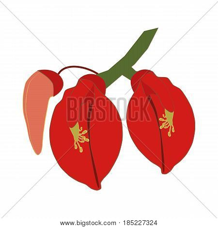 Erythrina flowering plant on the white background. Vector illustration