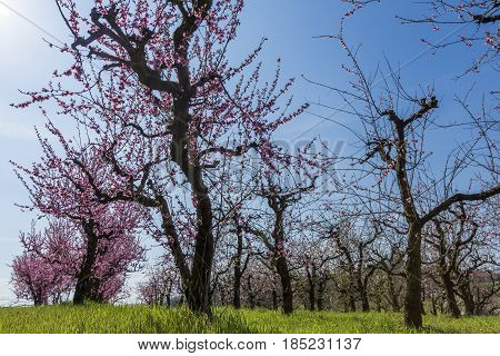 Peach trees loaded with pink flowers in a garden